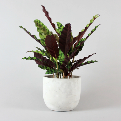 Calathea Rattlesnake