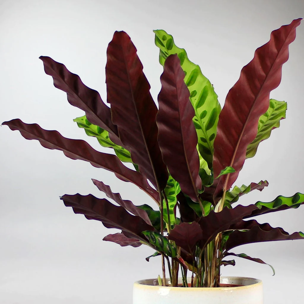 Calathea Rattlesnake