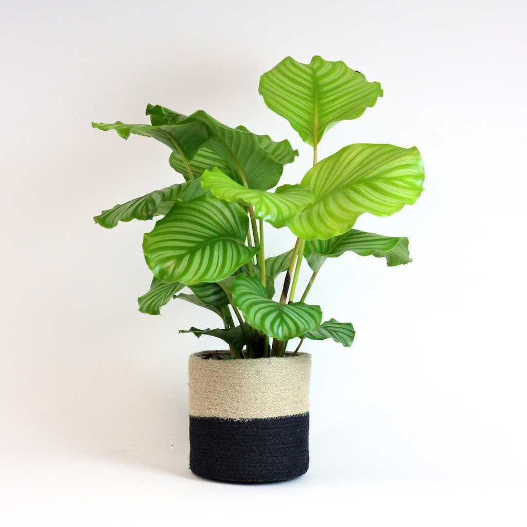 Calathea &