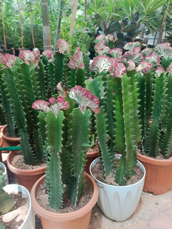 Euphorbia Cactus/Euphorbia eritrea