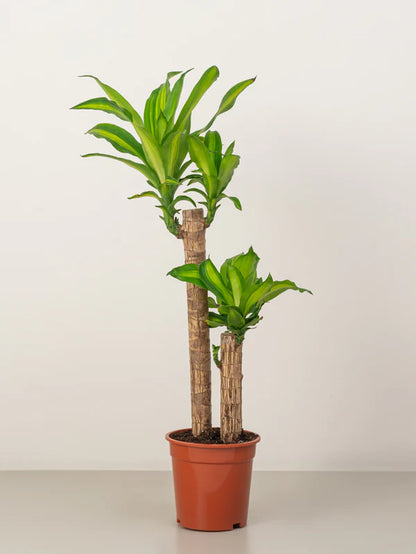 Dracaena Massangeana / Corn Plant