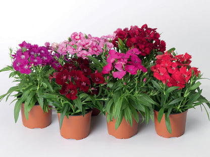 Dianthus