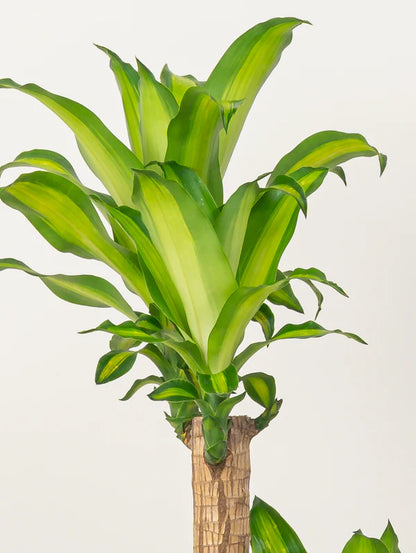 Dracaena Massangeana / Corn Plant