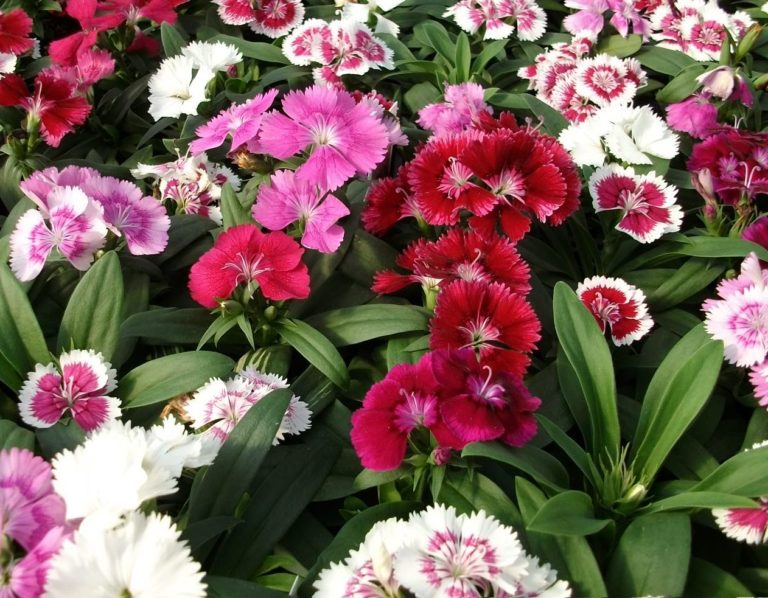 Dianthus