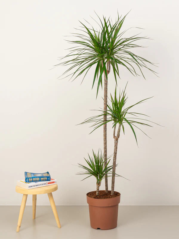 Dracaena Marginata / Dragon Tree