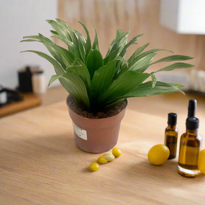 Dracaena Compacta Small