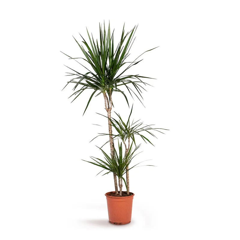 Dracaena Marginata (Dragon tree)