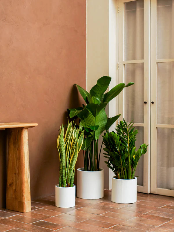 Easy Care (Zamioculcas zamiifolia | Sansevieria trifasciata | Strelitzia reginae)