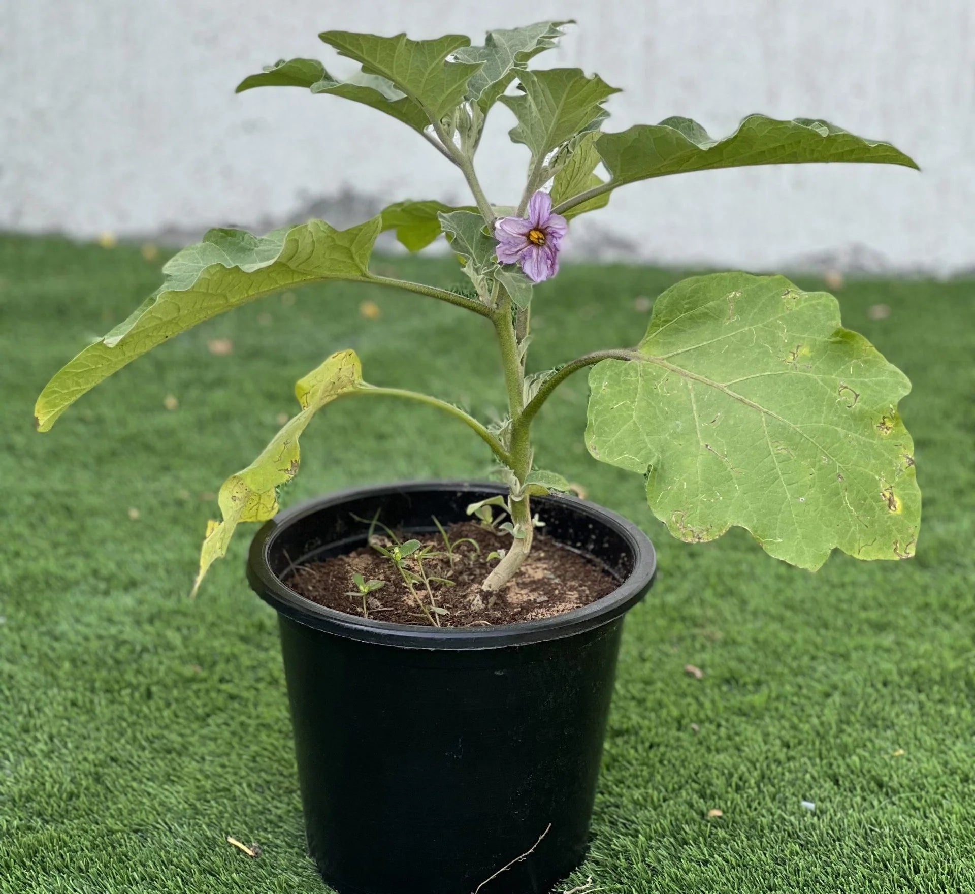 Egg Plant / Solanum melongena