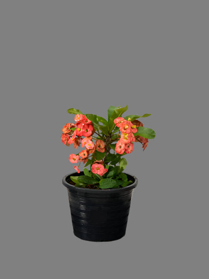 Crown Of Thorns (Euphorbia Milii)