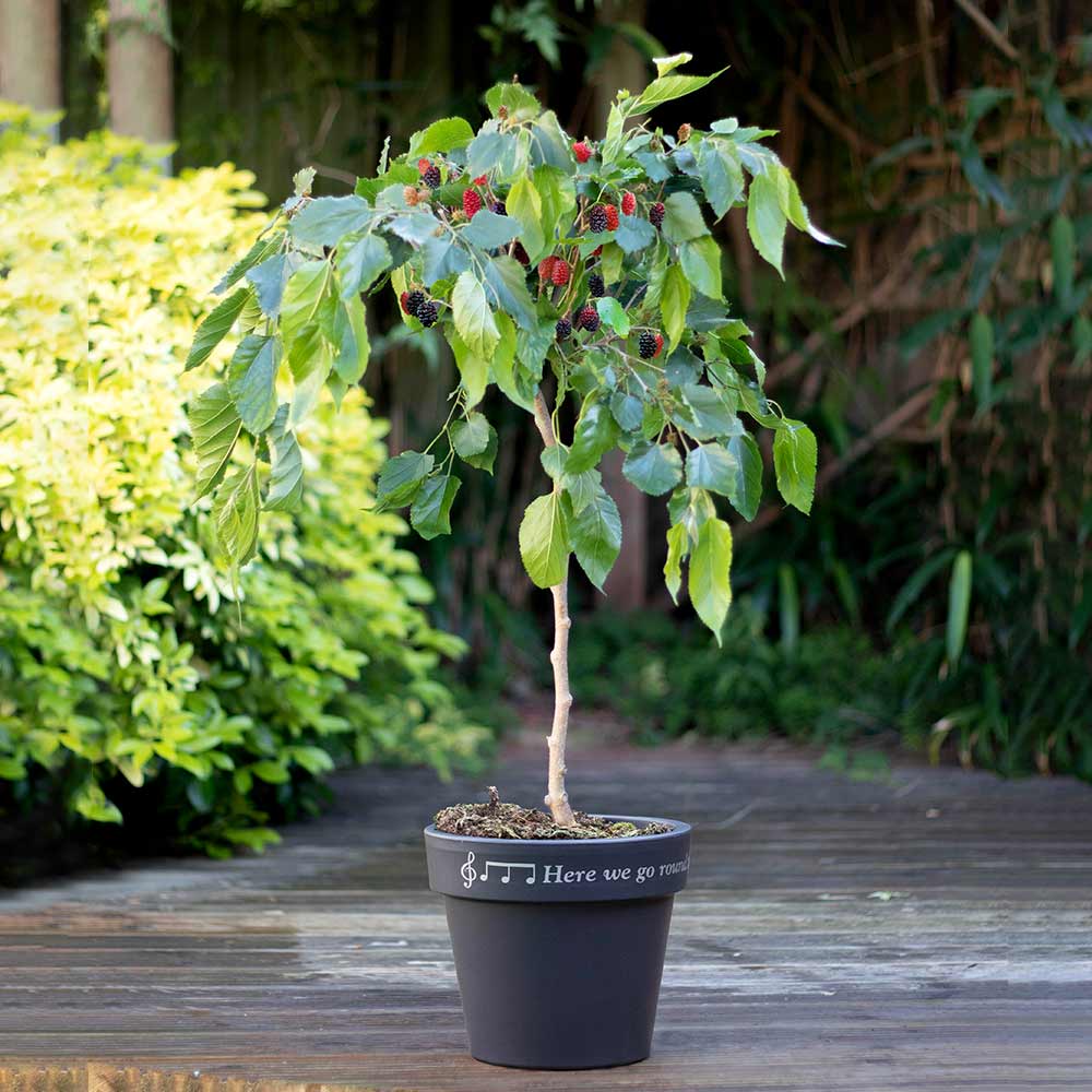 Mulberry Tree (Morus alba)