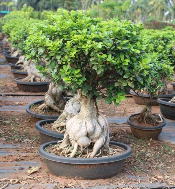 Ficus Ginseng Bonsai(Fig tree)