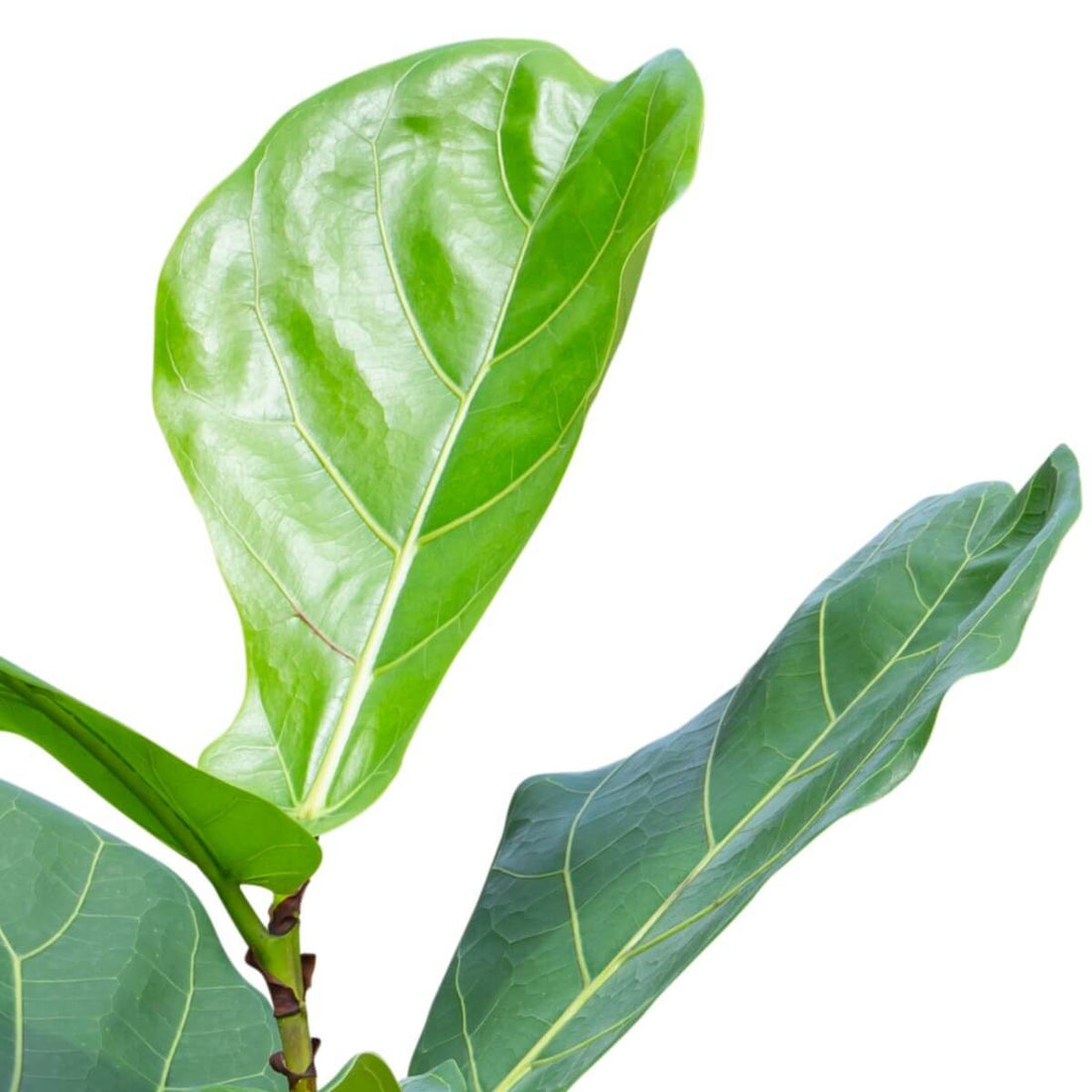 Fiddle Leaf Fig / Ficus Lyrata