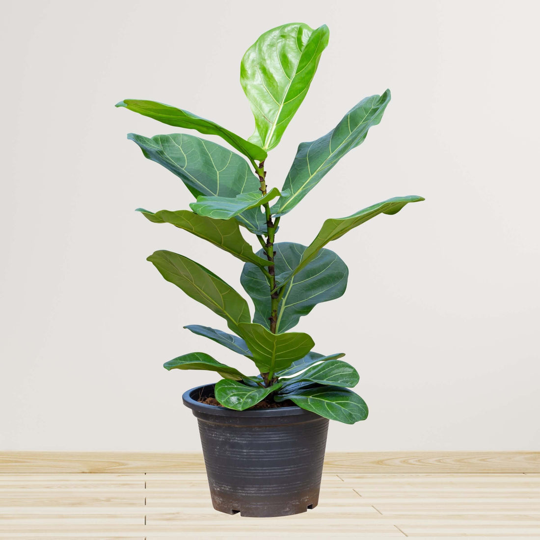 Fiddle Leaf Fig / Ficus Lyrata