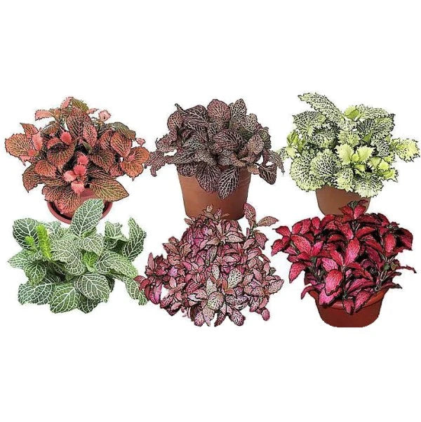 Fittonia  /  Mixed / 6 Colours / Bundle