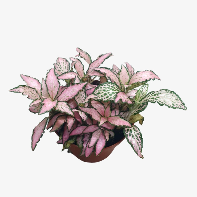 Fittonia Plant /  Nerve Plant / Fittonia spp.