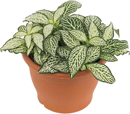 Fittonia Plant /  Nerve Plant / Fittonia spp.