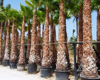 Washingtonia Robusta( Mexican Fan Palm) Tree