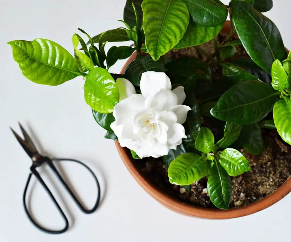 Gardenia
