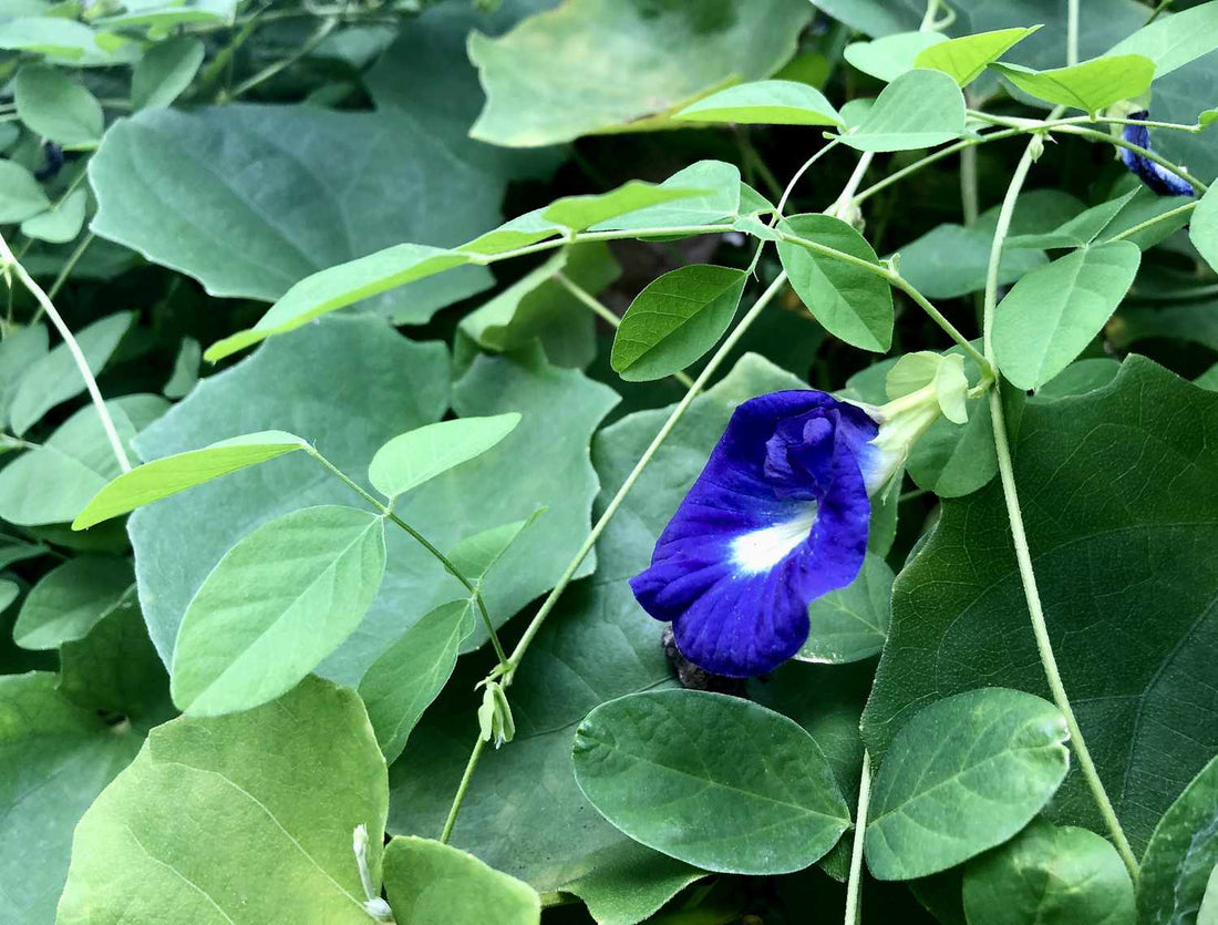 Butterfly Pea Plant: