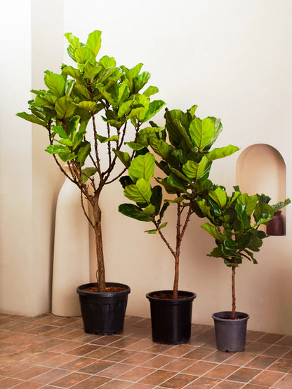 Fiddle Leaf Fig / Ficus Lyrata