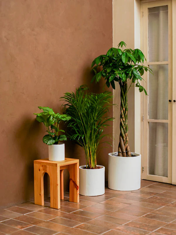 Tropical Mix (Goeppertia Orbifolia | Dypsis Lutescens | Pachira Aquatica)