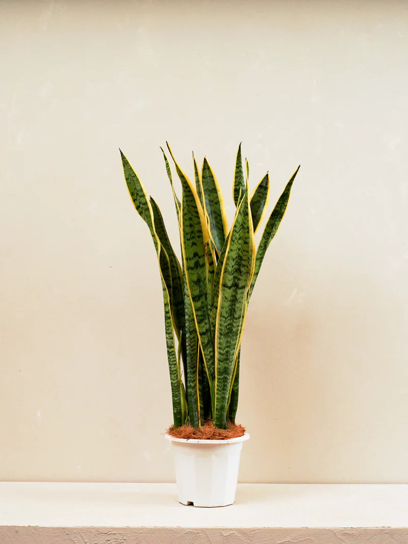 Snake Plant / Sansevieria Superba / / Mother-in-Law&