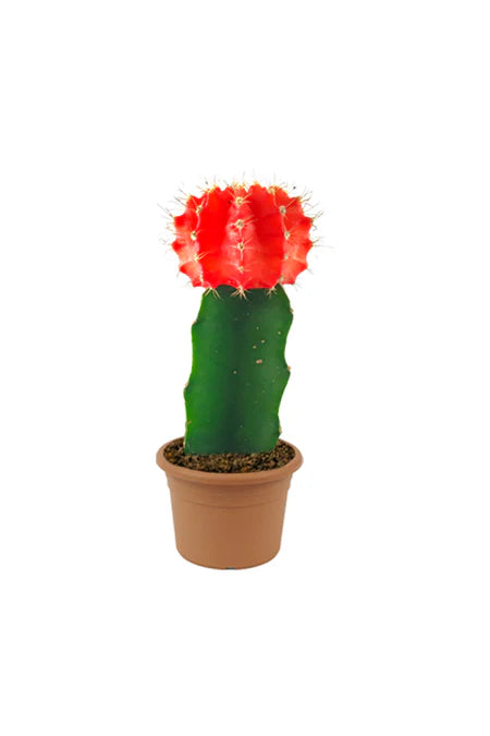 Ruby Ball Cactus/Moon cacti/ Red Cap/ Red Hibotan/Hibotan cacti