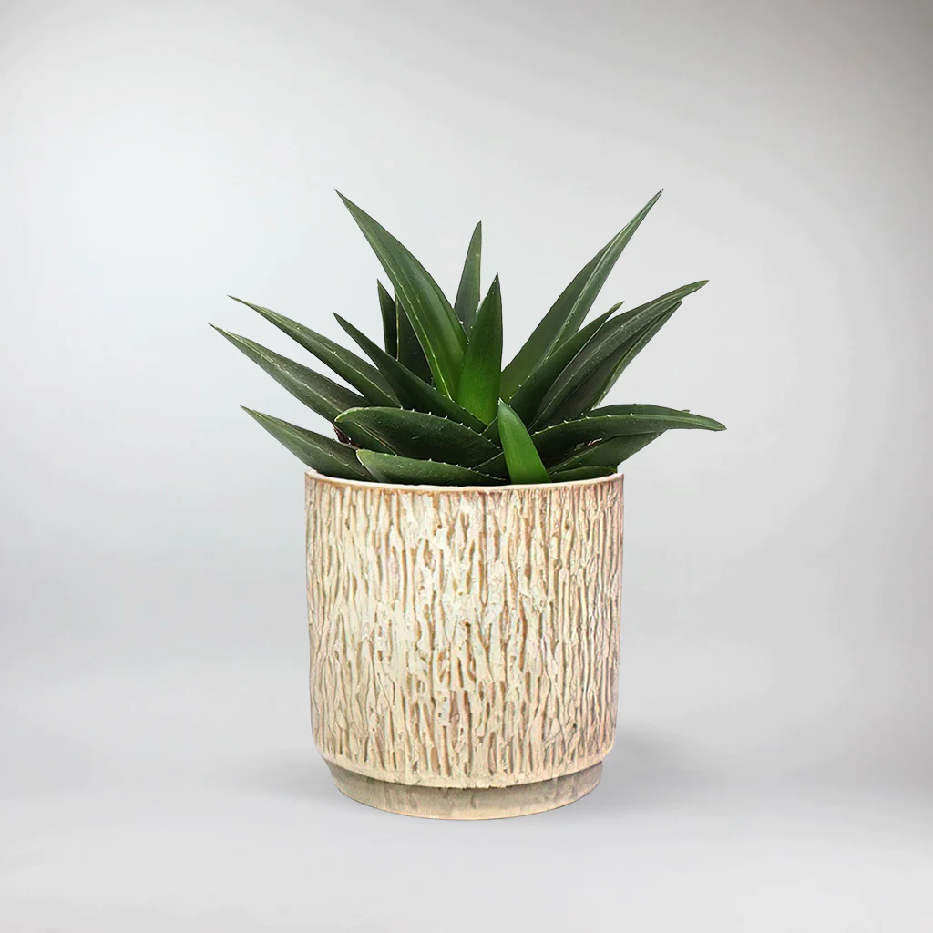 Haworthia Succulent