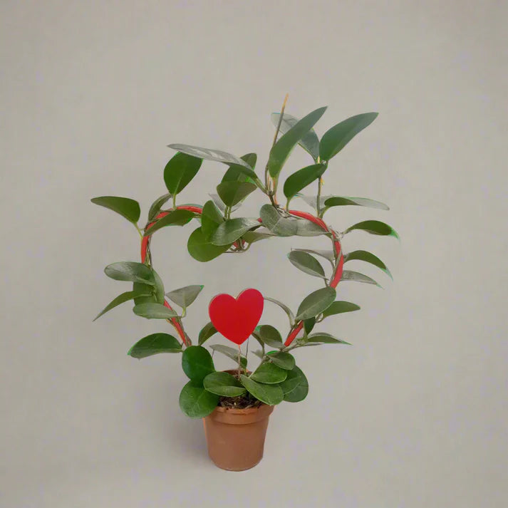 Hoya / Hoya Heuschkeliana