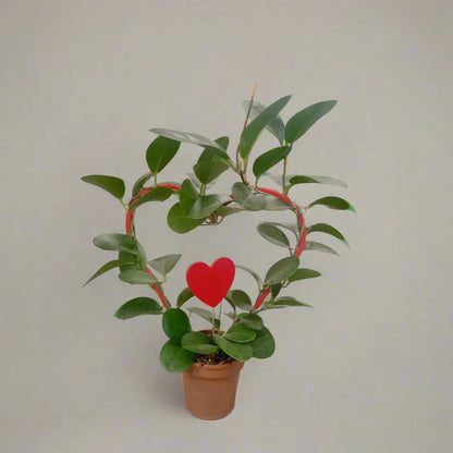 Hoya / Hoya Heuschkeliana