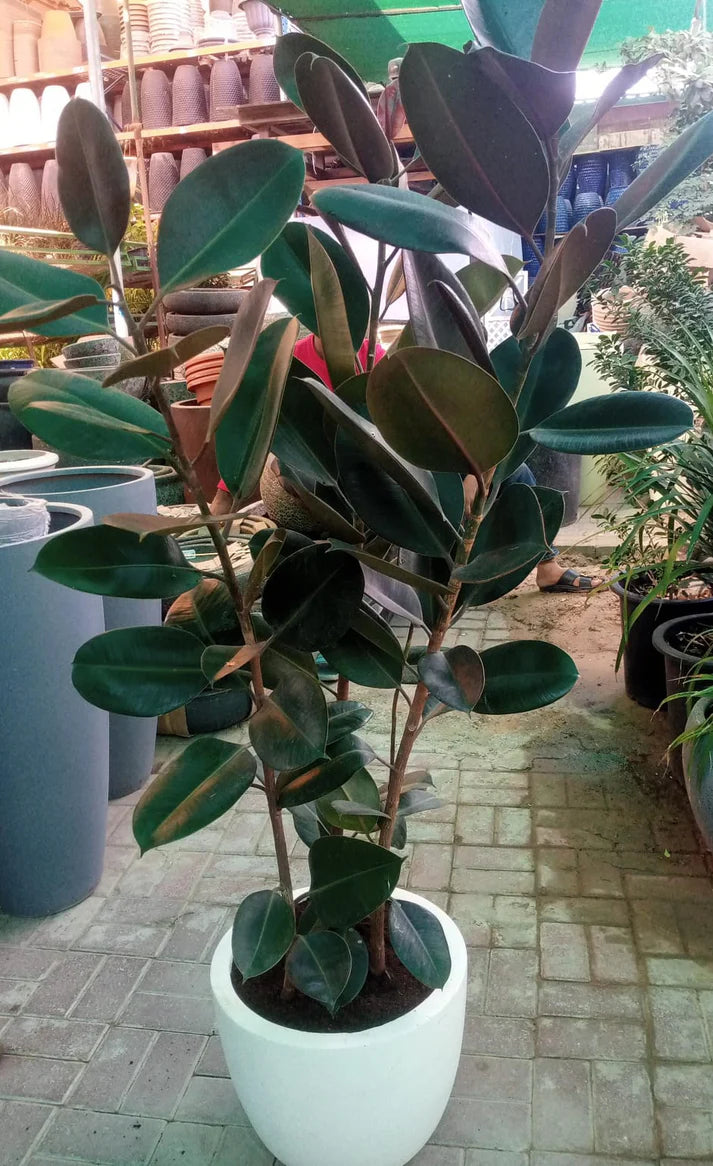 Rubber Plant / Ficus Elastic / Robusta