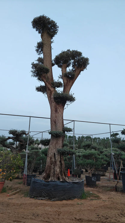 Olive Tree (Olea europaea)