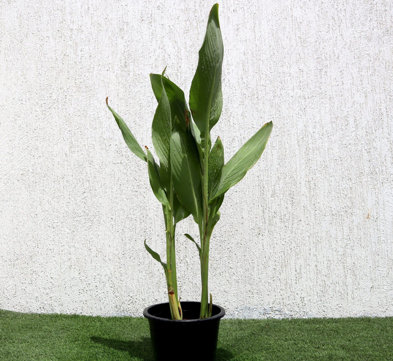 Canna Lily Green and Red / Canna spp.