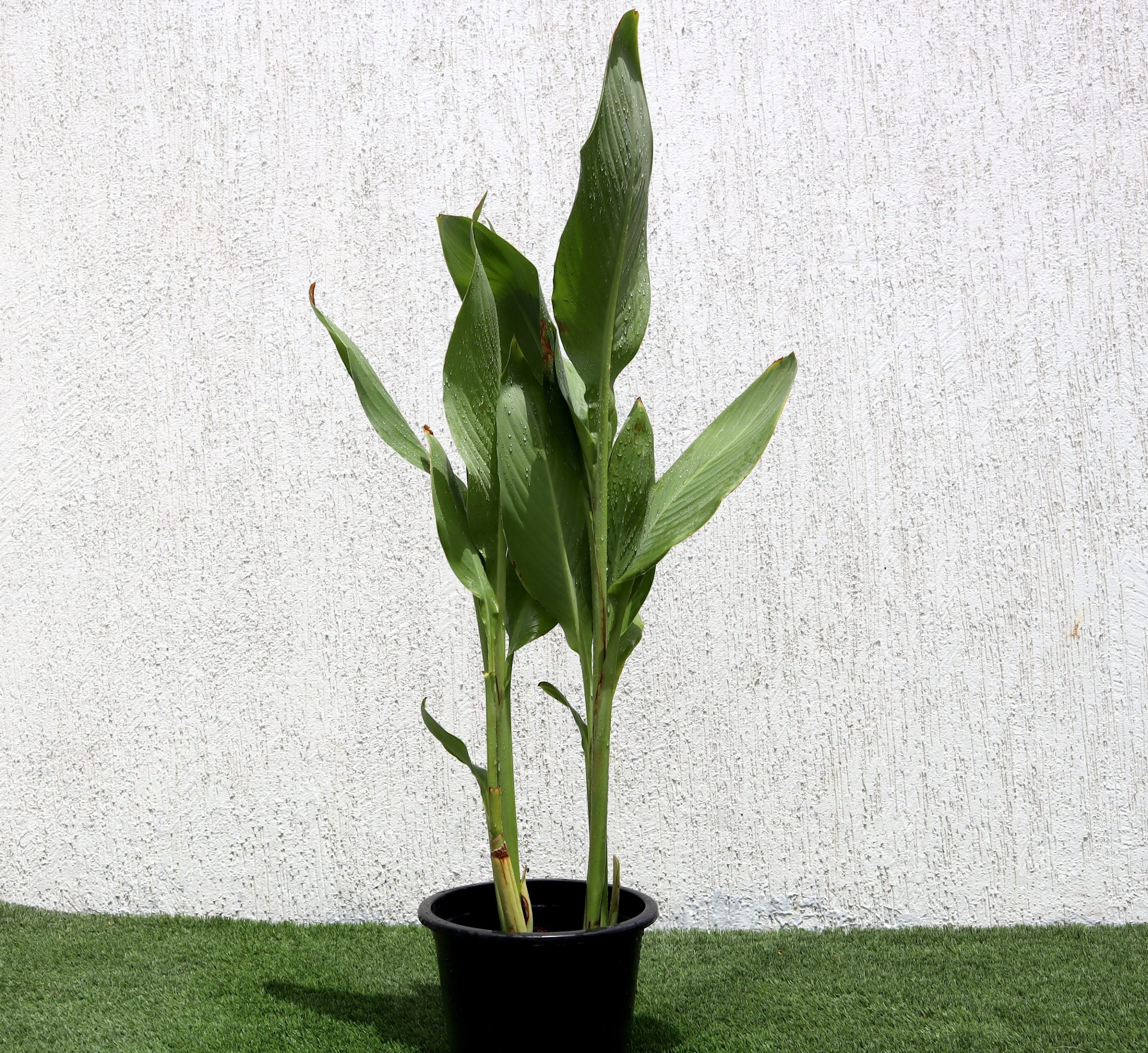 Canna Lily Green and Red / Canna spp.