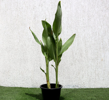 Canna Lily Green and Red / Canna spp.