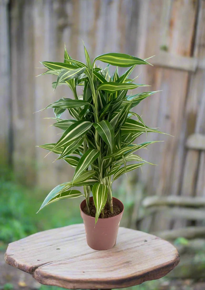 Dracaena Sanderiana Dracaena White