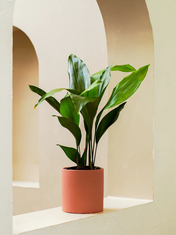 Cast Iron Plant (Aspidistra elatior)