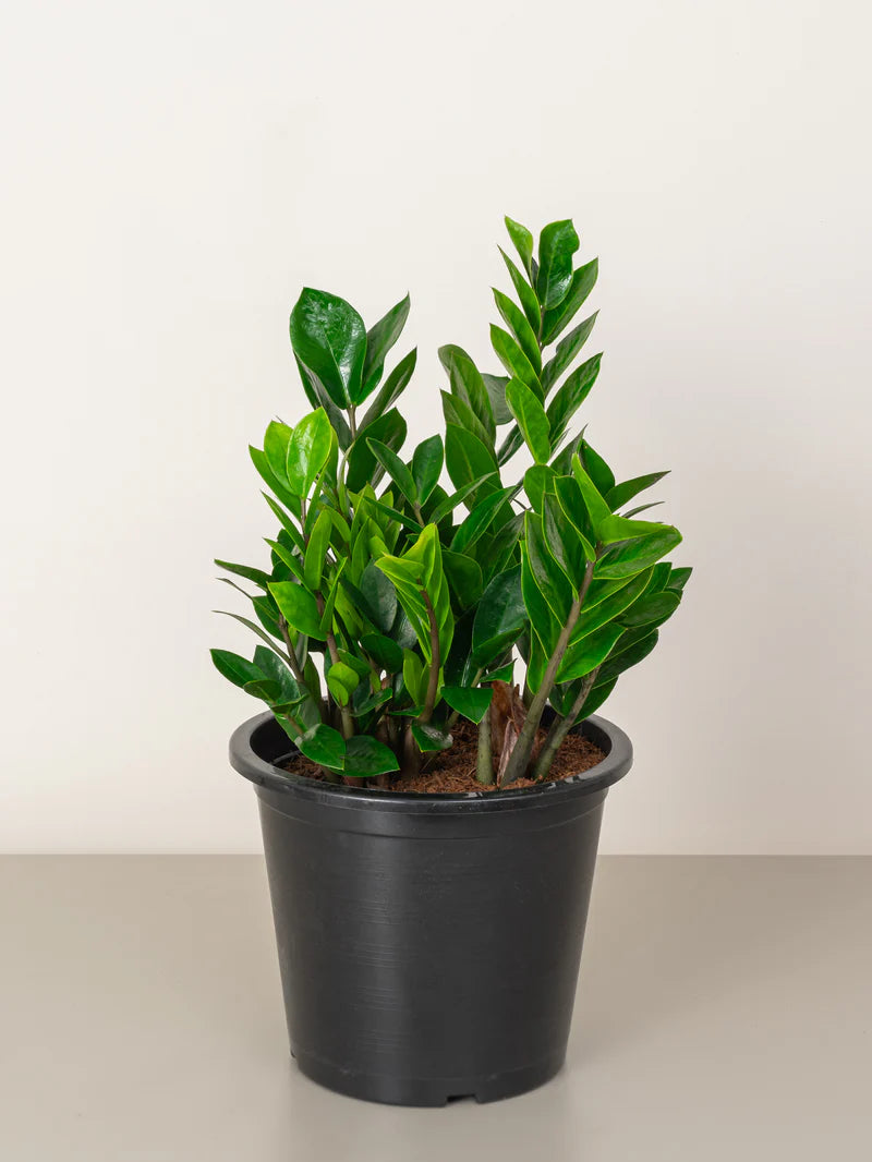 ZZ Plant / Zamioculcas Zamiifolia /