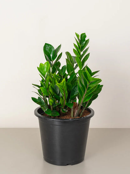 ZZ Plant / Zamioculcas Zamiifolia /