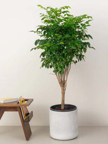 Rad machera (China doll)(Serpent tree) (Emerald tree)