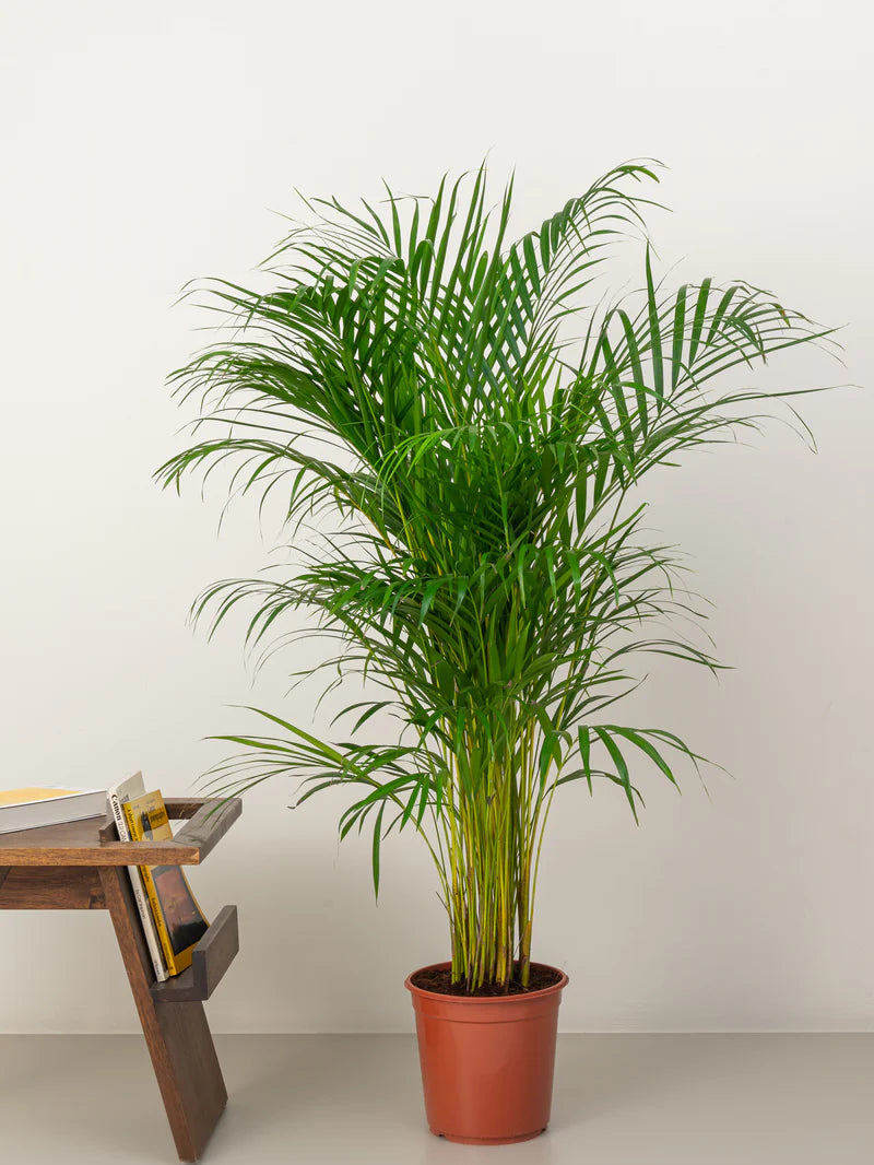 Areca Palm / Chrysalidocarpus Lutescens