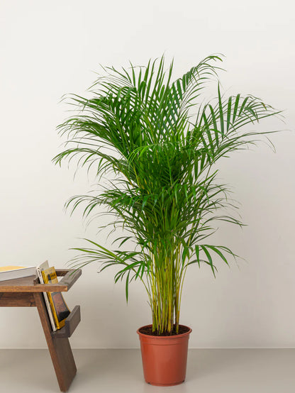 Areca Palm / Chrysalidocarpus Lutescens