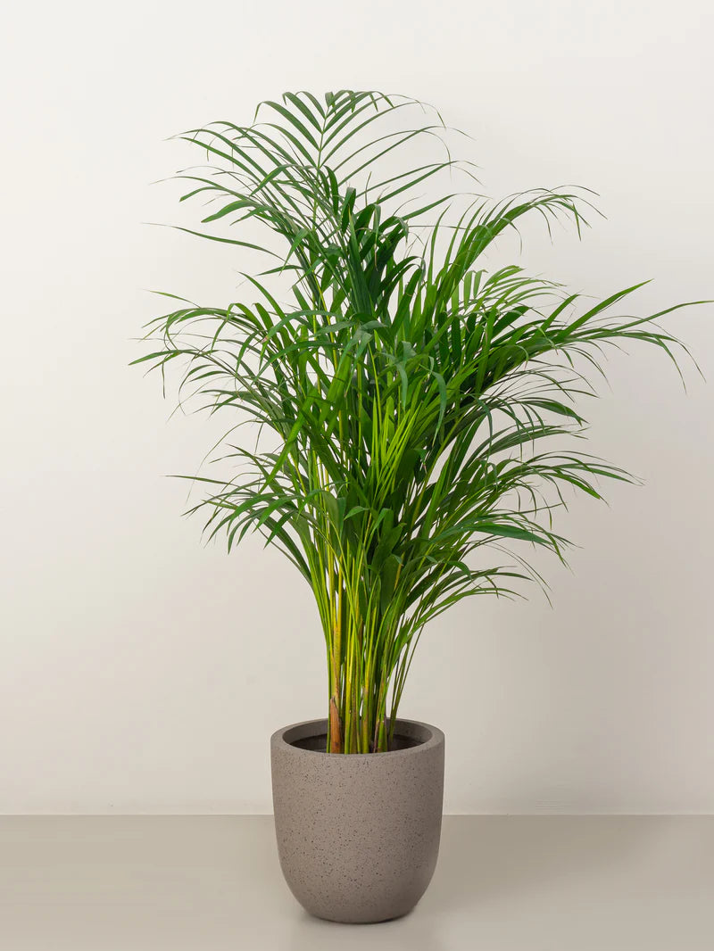 Areca Palm / Chrysalidocarpus Lutescens