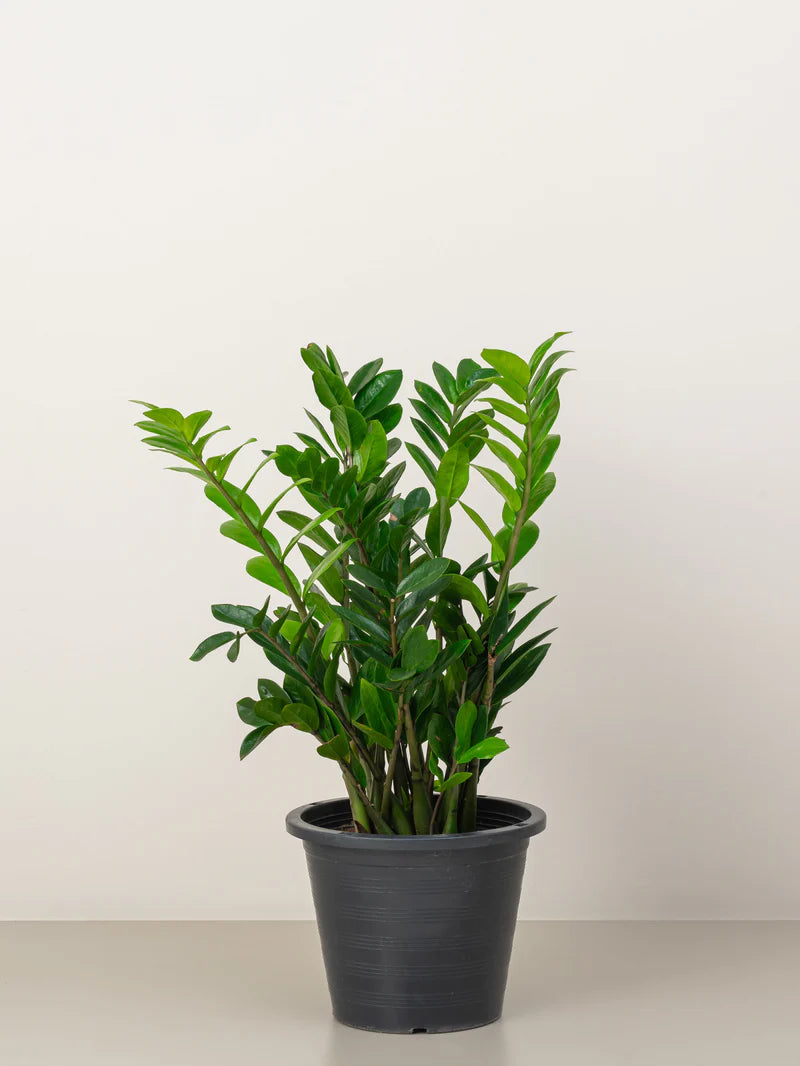 ZZ Plant / Zamioculcas Zamiifolia /