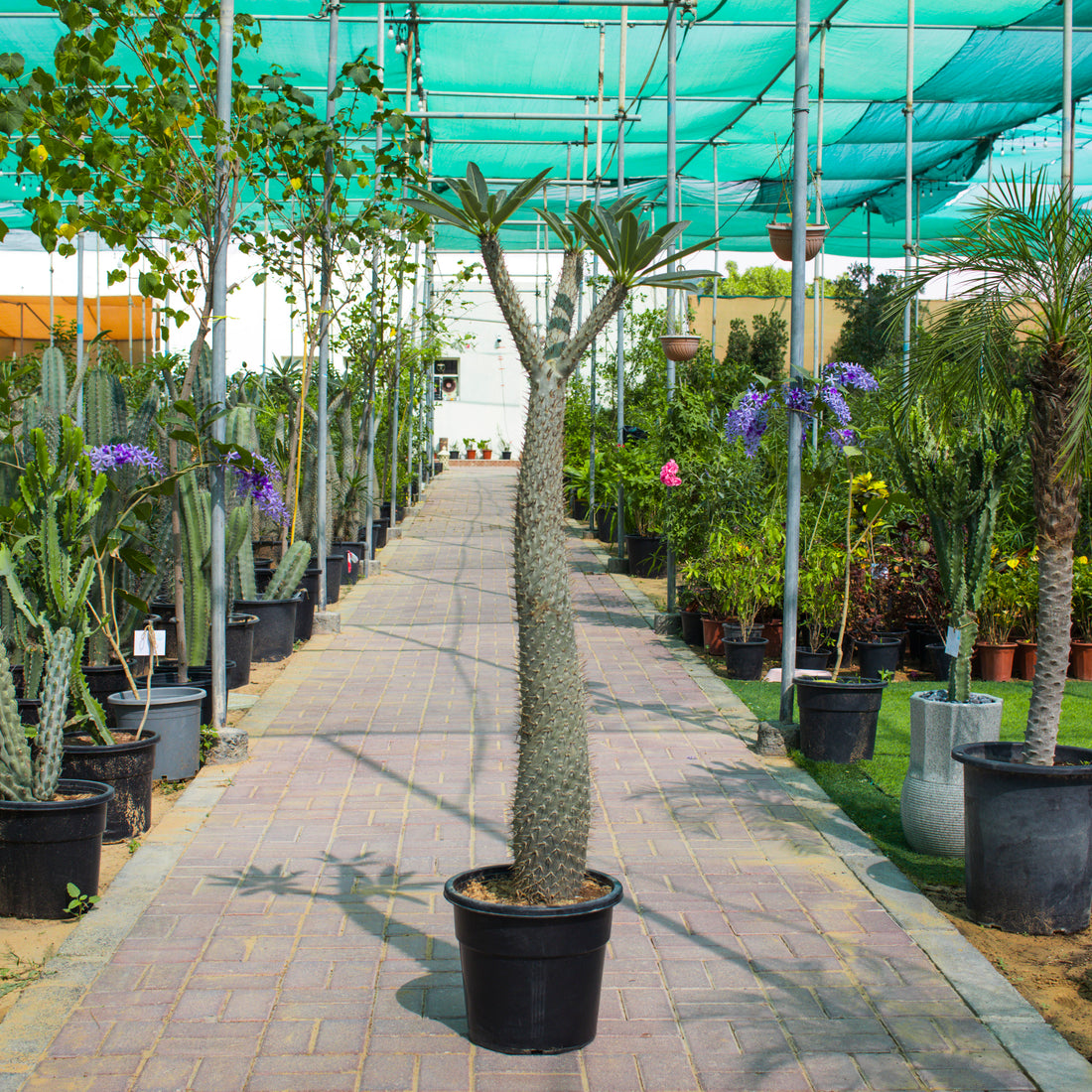 Pachypodium Lamerei