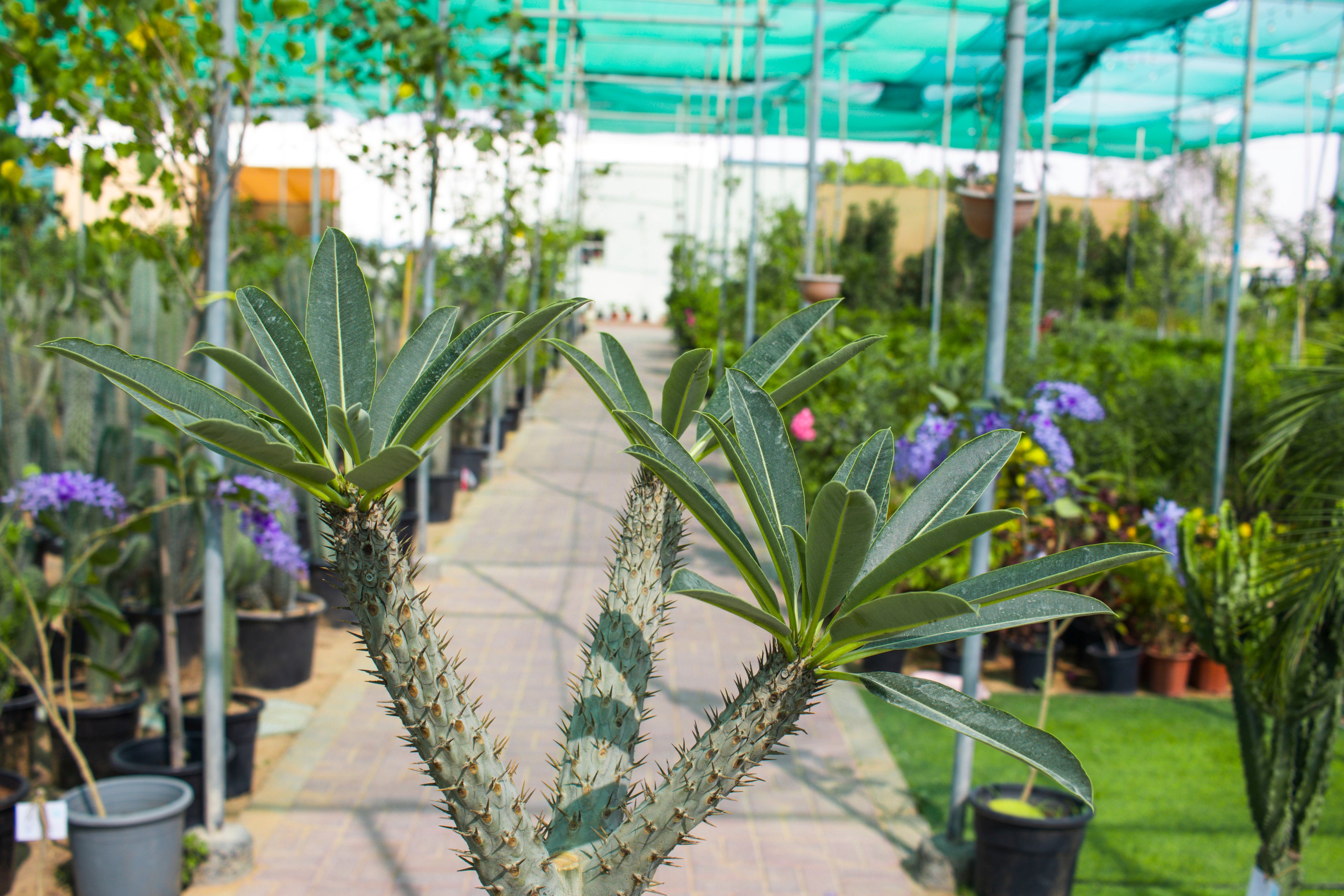 Pachypodium Lamerei