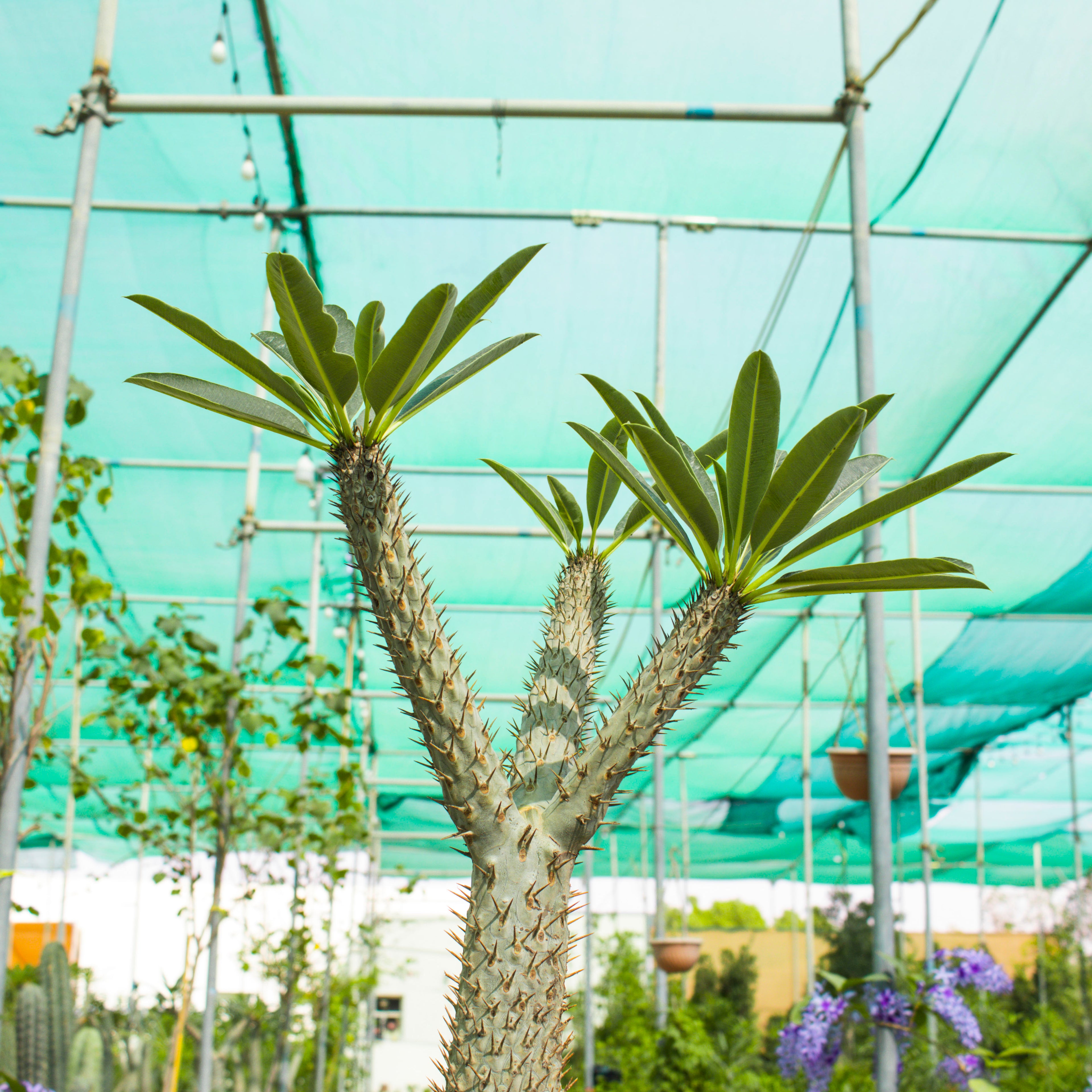 Pachypodium Lamerei