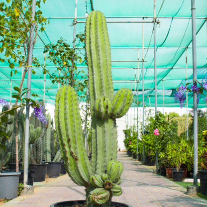 Pilosocereus Tillianus / Cactus