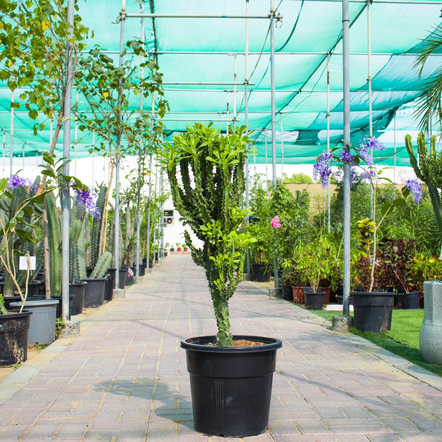 Euphorbia Ingens / Cactus